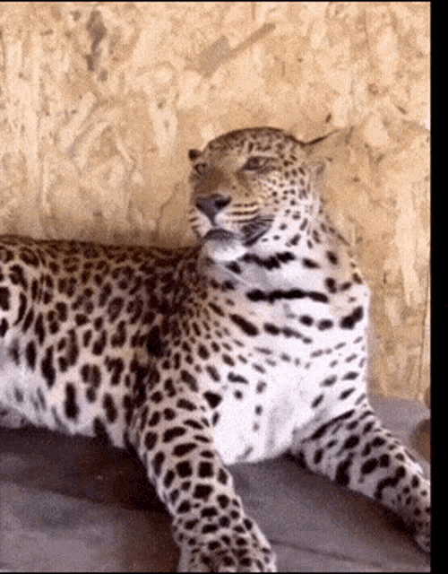 Leopard Growl GIF - Leopard Growl Snarl GIFs