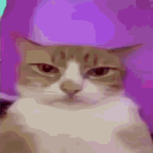 Gato Cat GIF - Gato Cat Based Cat GIFs