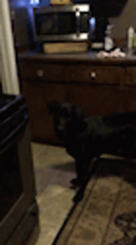 Black Labrador Dog GIF - Black Labrador Dog Pet GIFs