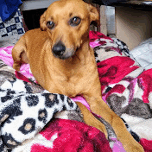 a brown dog is laying on a pink and white leopard print blanket