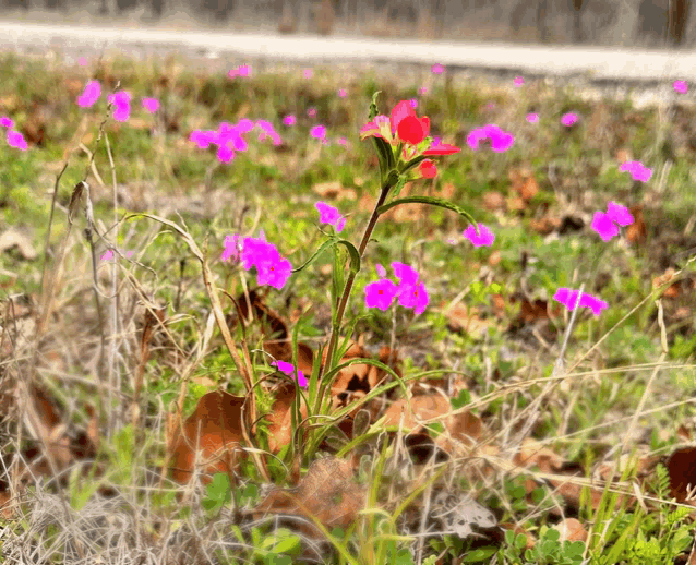 a pink flower with a red center is surrounded by other pink flowers