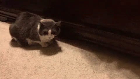 Kucing Curang GIF - Cheating Curang Kucing GIFs
