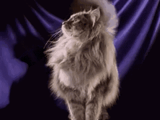 a fluffy cat is standing in front of a purple cloth .