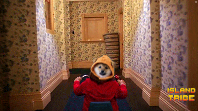 a dog wearing a hoodie is in a hallway with the words island tribe written on the bottom