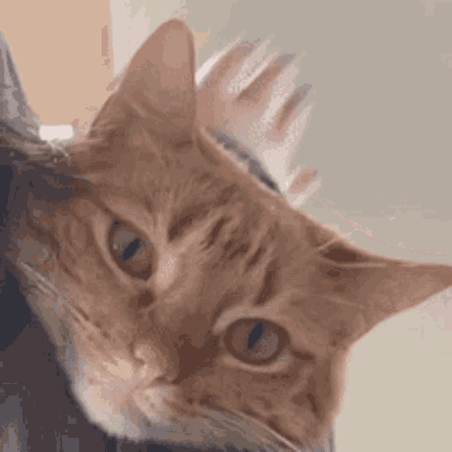 a close up of a cat laying on a person 's lap .