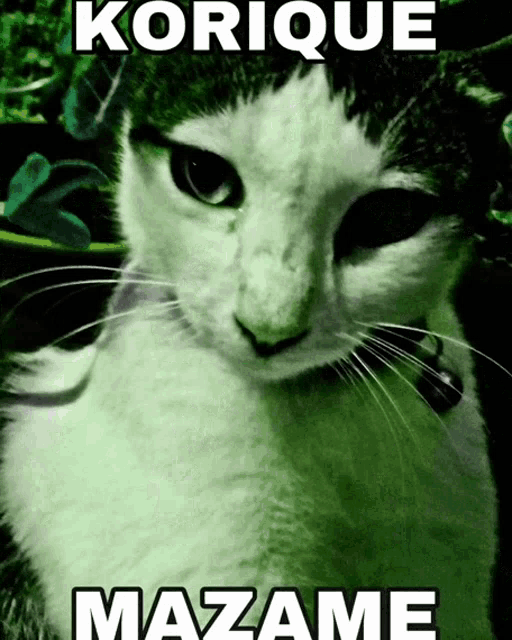 Korique Mazame Pusa GIF - Korique Mazame Pusa Cats GIFs