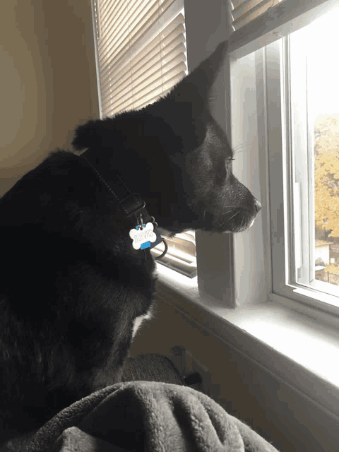 a black dog with a blue tag that says paw on it looks out a window