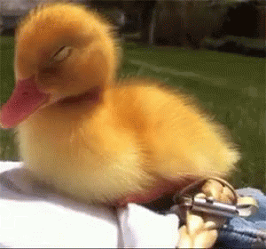 Sleepy GIF - Duck Duckling Adorable GIFs