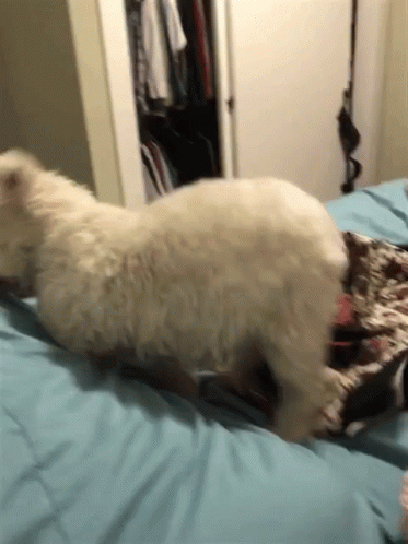Funny Animals Dance GIF - Funny Animals Dance Moves GIFs