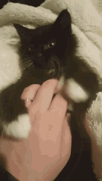 a person is petting a black and white cat on a white blanket