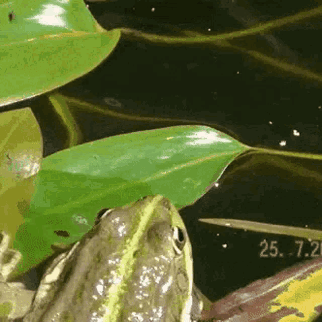 two frogs are sitting on a leaf in a pond
