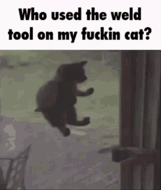 a cat is flying through the air with a caption that says who used the weld tool on my fuckin cat