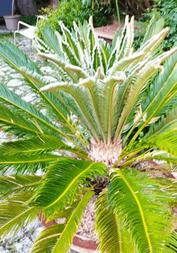 a palm tree with lots of green leaves and yellow edges