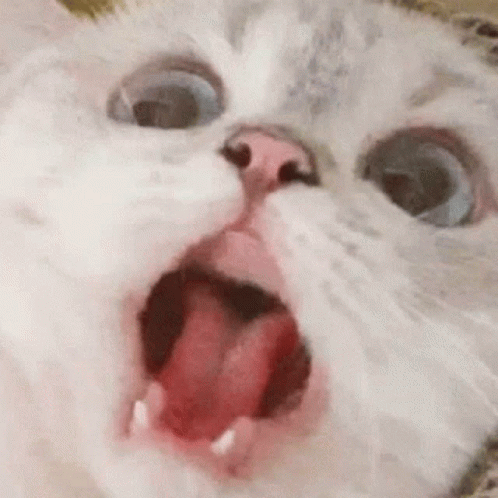 Panic Cat GIF - Panic Cat GIFs