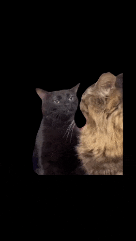 Cat Meme GIF - Cat Meme Uh-huh GIFs