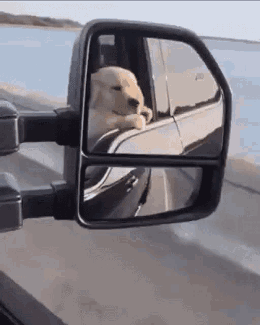 Road Trip Feel The Breeze GIF - Road Trip Feel The Breeze Looking Out The Window GIFs