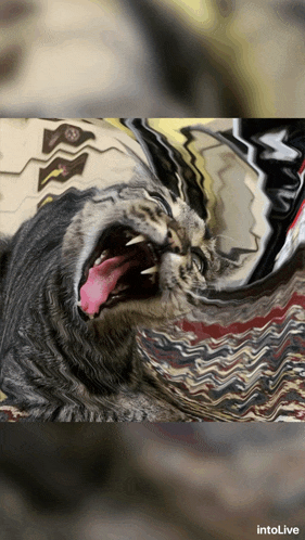 a picture of a cat with its mouth wide open is displayed on intolive
