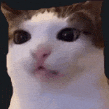 a close up of a cat 's face with a surprised look on it 's face .