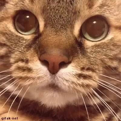 Cat Stare GIF - Cat Stare Meowing GIFs