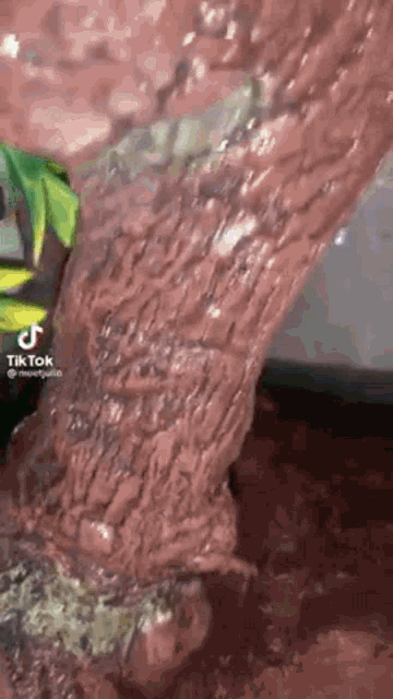 a close up of a tree trunk with a tik tok logo on the bottom .