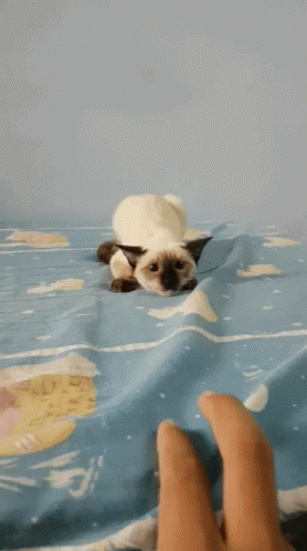 Cat Attacked GIF - Cat Attacked Playing GIFs