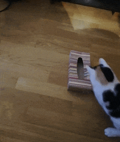 a black and white cat is playing with a striped box on the floor