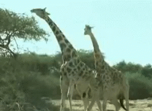 Giraffe Funny Animals GIF - Giraffe Funny Animals GIFs