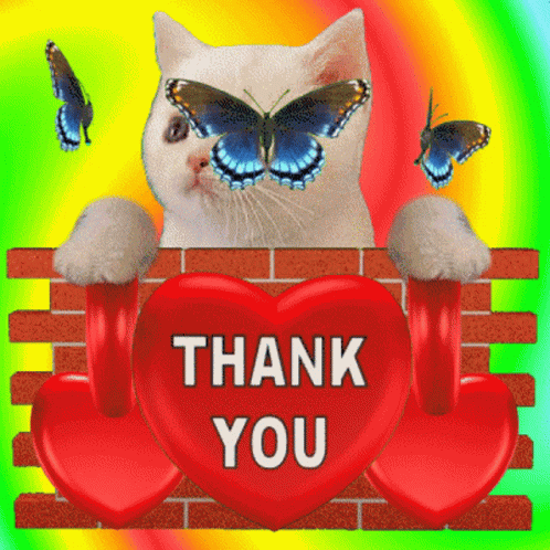Thank You Thank You Kitten GIF - Thank You Thank You Kitten Thank You Butterflies GIFs