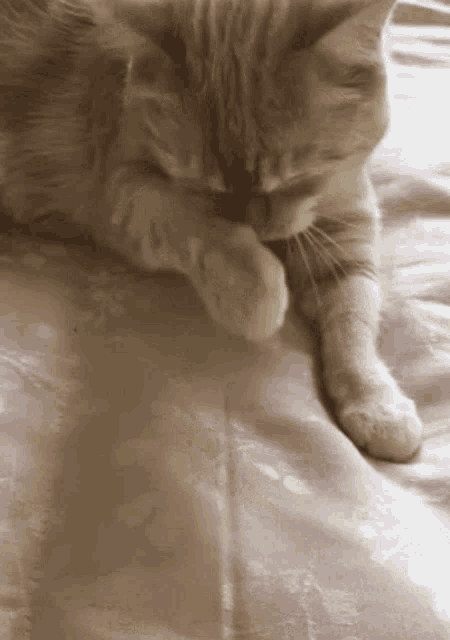 Maple Cat GIF - Maple Cat Kitten GIFs