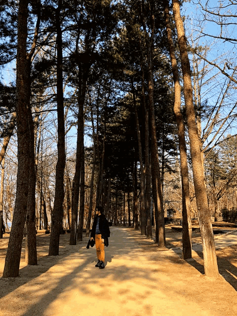 a person walking down a path surrounded by trees on a sunny day