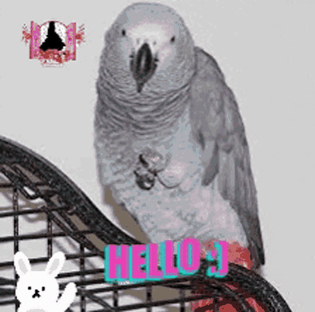 Parrot Bird Gray Animals Hello GIF
