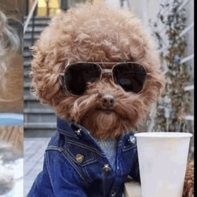 a small brown poodle wearing sunglasses and a denim jacket is holding a cup of coffee .