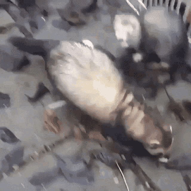 Ferret Attack GIF - Ferret Attack GIFs