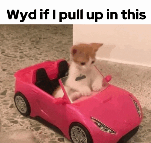 a kitten is sitting in a pink toy car with the caption " wyd if i pull up in this " .