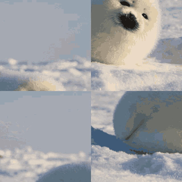 Cope Seal GIF