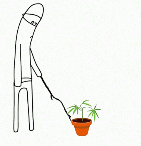 Cannabis Grow GIF - Cannabis Grow Growing GIFs