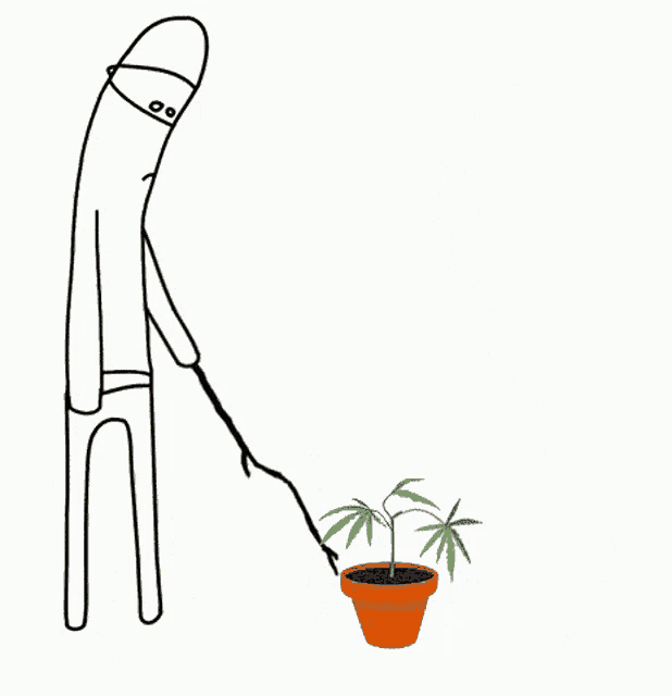 a cartoon of a man watering a marijuana plant in a pot