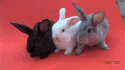 a person petting three small rabbits on a red surface with the words " playbigpets " on the bottom