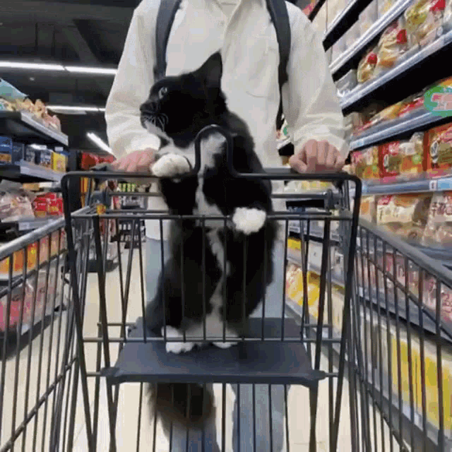 Cat Shopping GIF - Cat Shopping Cart GIFs