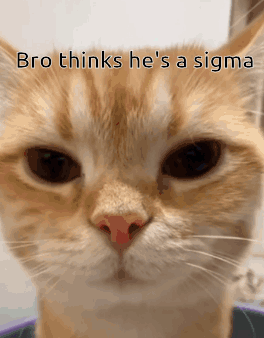 Bro Thinks He'S A Sigma Cat Sigma GIF