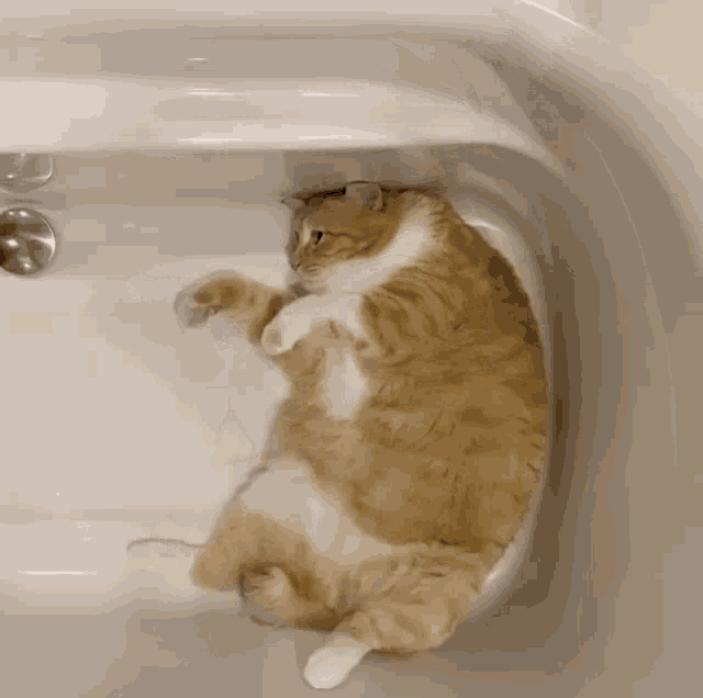 Cat Kitty GIF - Cat Kitty Fat Cat GIFs