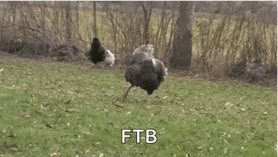 an ostrich is standing in a grassy field with a flock of chickens behind it .
