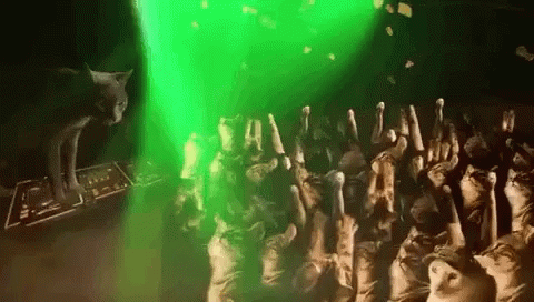 Cats Party GIF - Cats Party Dance GIFs