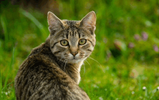 Cat Grass GIF - Cat Grass GIFs
