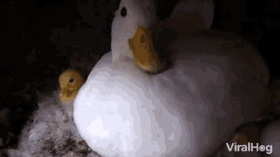 a white duck with a yellow beak sits next to a baby duck with the words viralhog written on the bottom