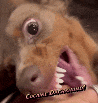 a close up of a dachshund 's mouth with the words cocaine dachshund written on it