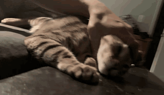 a person petting a cat on a couch with a blurry background