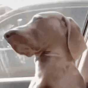 Beauford Dog GIF - Beauford Dog Not Listening GIFs