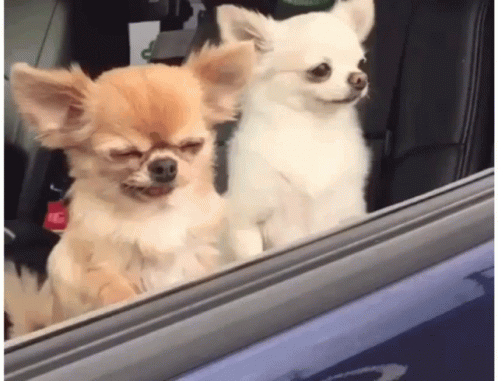 Chihuahua Dogs GIF - Chihuahua Dogs Animals GIFs