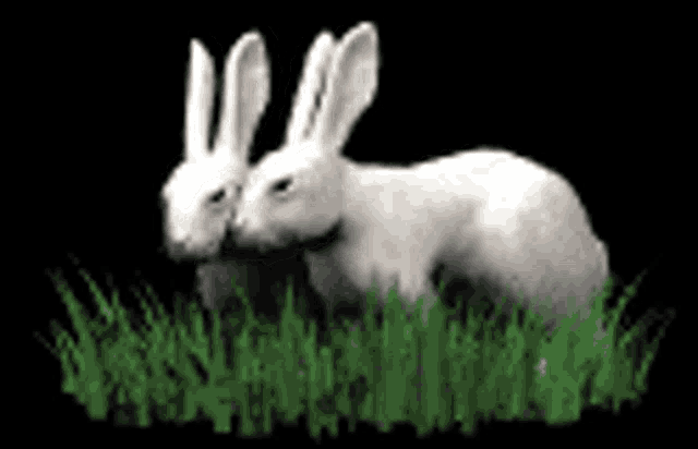 two white rabbits are standing next to each other in the grass .